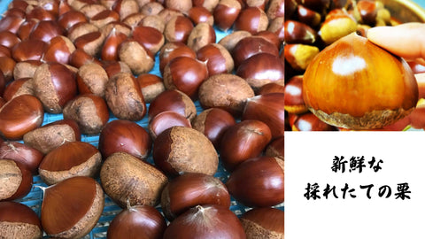 新鮮な採れたての栗 - 和洋菓子心の栗の渋皮煮作りに使用する高品質な栗