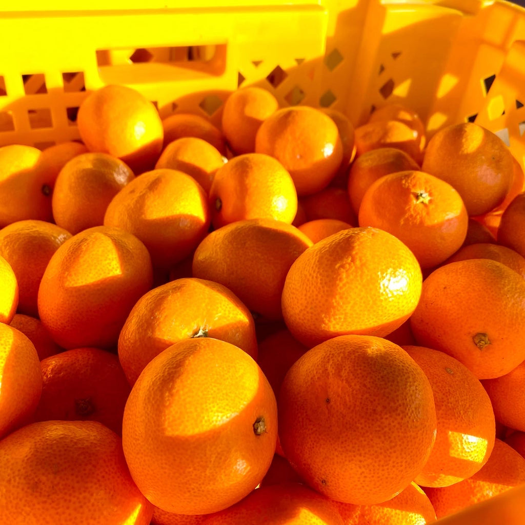 愛媛県八幡浜市真穴地区の農家さんから直接いただく、新鮮な美味しいみかん