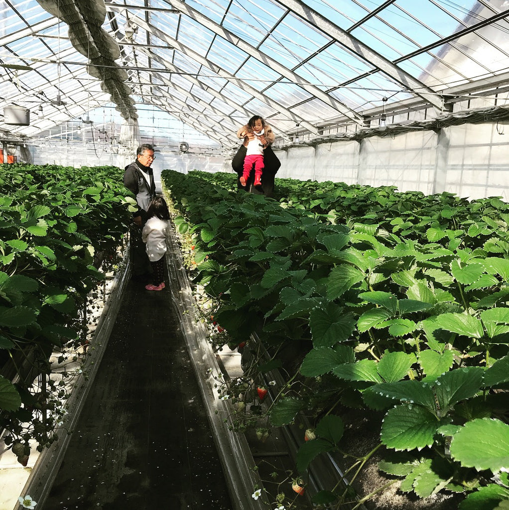 中萩農園さんの苺のハウスの中で撮影した写真。中萩農園の園主と和洋菓子心の店主、その子供達でうつった写真です。
