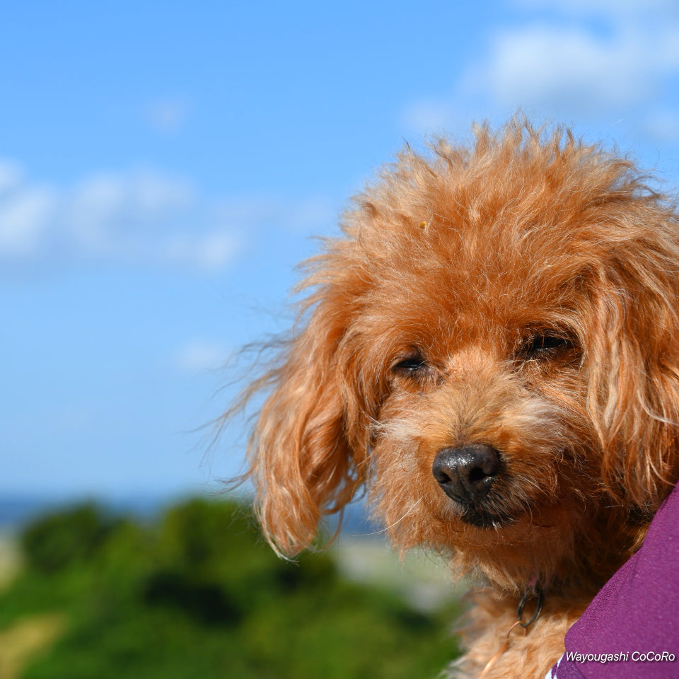 愛犬スカイ。看板犬。