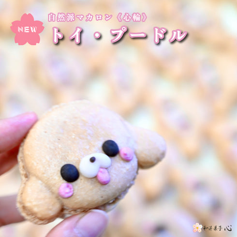 手に持ったトイプードルマカロン。背景には、沢山のトイプードルマカロン達が写っている。