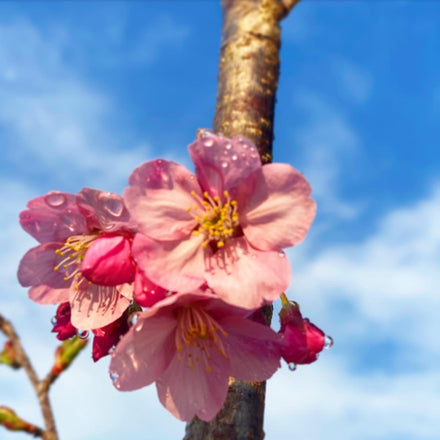 【※お願い※】メダカやお花など命を大切にしてください…